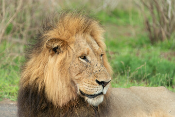 Fototapeta premium Lion, Panthera leo, Parc national Kruger, Afrique du Sud