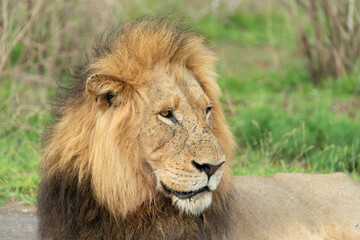 Lion, Panthera leo, Parc national Kruger, Afrique du Sud