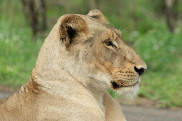 Lionne, Panthera leo, Parc national Kruger, Afrique du Sud
