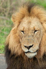 Lion, Panthera leo, Parc national Kruger, Afrique du Sud
