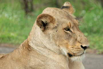 Lionne, Panthera leo, Parc national Kruger, Afrique du Sud