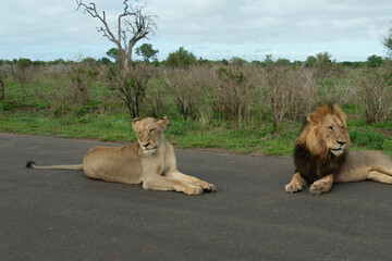 Lion, Lionne, Panthera leo, Parc national Kruger, Afrique du Sud