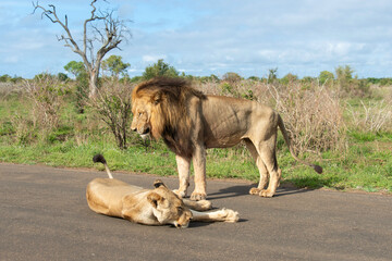 Lion, Lionne, Panthera leo, Parc national Kruger, Afrique du Sud
