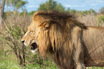 Lion, Panthera leo, Parc national Kruger, Afrique du Sud