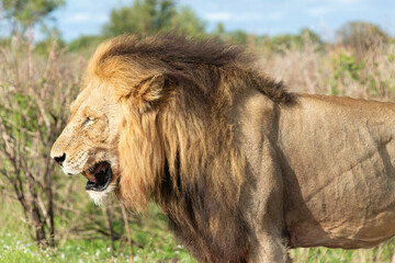 Lion, Panthera leo, Parc national Kruger, Afrique du Sud