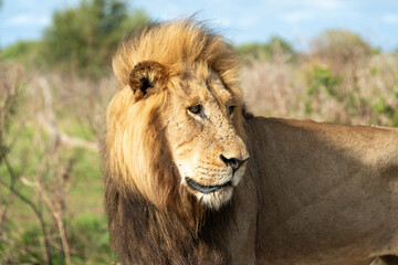 Lion, Panthera leo, Parc national Kruger, Afrique du Sud