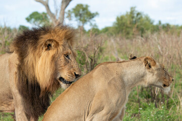 Lion, Lionne, Panthera leo, Parc national Kruger, Afrique du Sud