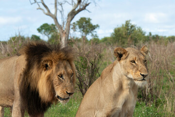 Lion, Lionne, Panthera leo, Parc national Kruger, Afrique du Sud