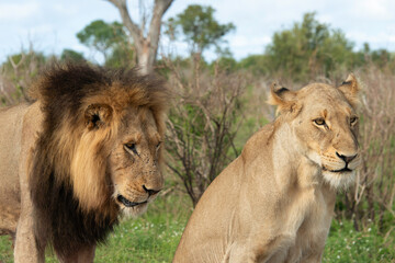 Lion, Lionne, Panthera leo, Parc national Kruger, Afrique du Sud