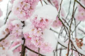 Wintereinbruch im Frühling, authentische, schneebedeckte Blüten der rosa Zierkirsche