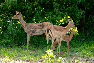 Impala, femelle, jeune, Aepyceros melampus