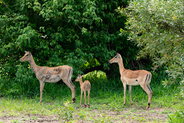Impala, femelle, jeune, Aepyceros melampus