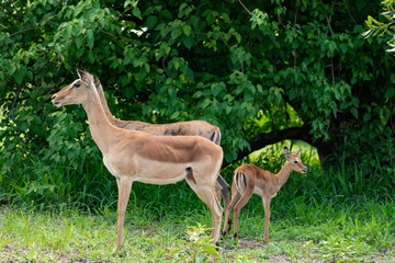 Impala, femelle, jeune, Aepyceros melampus