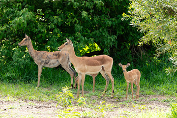 Impala, femelle, jeune, Aepyceros melampus
