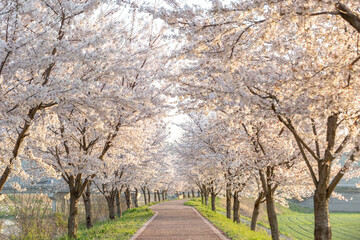 a beautiful spring scene with cherry blossoms in full bloom