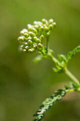 close up of green fern