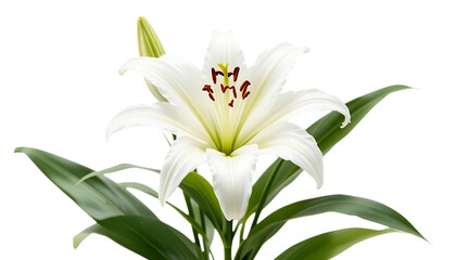 Obraz premium Flowers plant white lily png