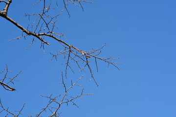Silver lime branches with winter buds