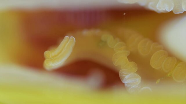Mollusca Yoldia hyperborea under microscope, order Nuculanida Visible perioral tentacles and movement of cilia on them. White Sea