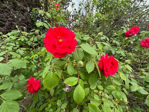 Beautiful red rosa Roter Korsar blooms in garden. Beautiful red flower close-up. Red bud center part. Andalusian red rose. Roses Rosa 'Roter Korsar' summer garden flowering shrub.
