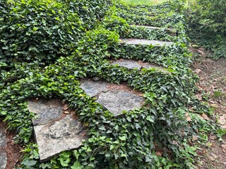Stone steps lead to a hill curled with ivy. Green English ivy (Hedera helix, European ivy) and variegated ivy Hedera helix Goldchild carpet cover hill In shadow garden. Nature concept for design.