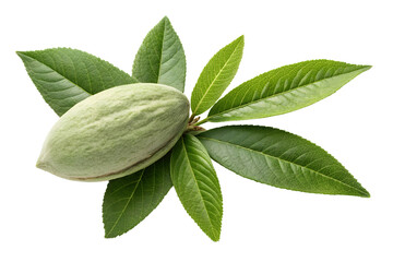 green almond with leaves isolated on transparent background png