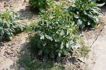 The matured potato plants on the agricultural field