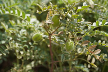 Green chickpeas in close up with a blurry background
