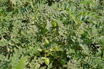 The chickpea plant in the green meadow with green chickpeas