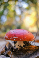 Amanita muscaria 2