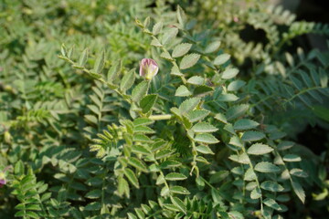 The tiny pink chickpea flower in close up with a blurry background