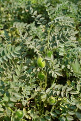 The green chickpeas and tiny green leaves close up with a blurry background