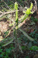 A Euphorbia lactea, also known as dragon bone cactus or mottled spurge