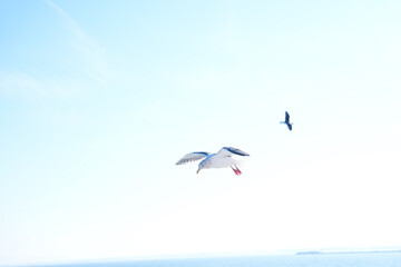 seagull in the sky