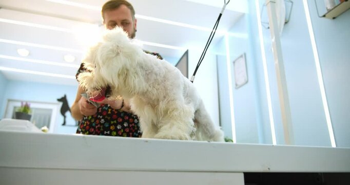 At a pet grooming salon, a middle-aged male groomer is trimming the fur of an adorable Poodle dog with clipper. An adorable Maltese dog being groomed at a pet grooming salon.