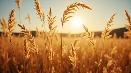 Obraz premium Golden hour's embrace: sun-kissed grasses sway gently in the warm breeze, painting a serene sunset scene.