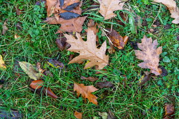 Fallen brown and yellow oak leaves on green autumn grass in the forest. Autumn mood concept