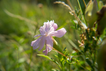 close up of a pink flower