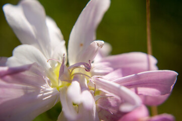 close up of a pink flower