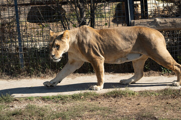 Lioness Walking Zoo Enclosure Autumn