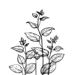 Small leaf plant silhouette pattern wallpaper. Black and white. minimal artwork. simple template. tattoo design. card and package. Vector illustration.