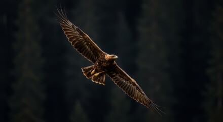 Obraz premium Golden Eagle in Flight - Majestic golden eagle soaring through the dark forest, wings spread wide. A powerful symbol of freedom and nature