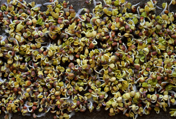 A close-up shot of radish microgreens at three days of growth, showing tiny green leaves and white roots emerging from brown seeds