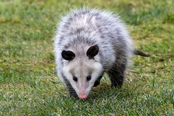 Pink Nose Black Ears Opossum