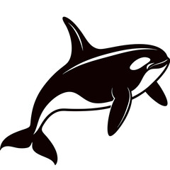 dolphin isolated on white