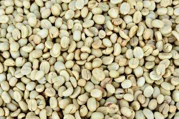 Parchment Coffee Beans are Being Dried in the Sun, Wet Process Coffee.