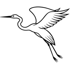 black and white bird