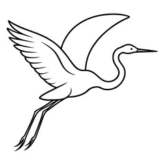 black and white bird