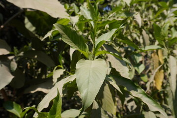 Vasaka the Malabar Nut plant in close up with a blurry background