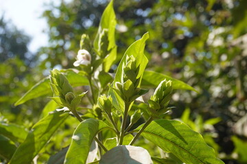 Obraz premium The flowerhead with flowers of Vasaka or Malabar nut plant in close up with a blurry background